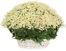 Цветочная композиция из Ромашки в корзине #REPLACE_PRED# Судислово